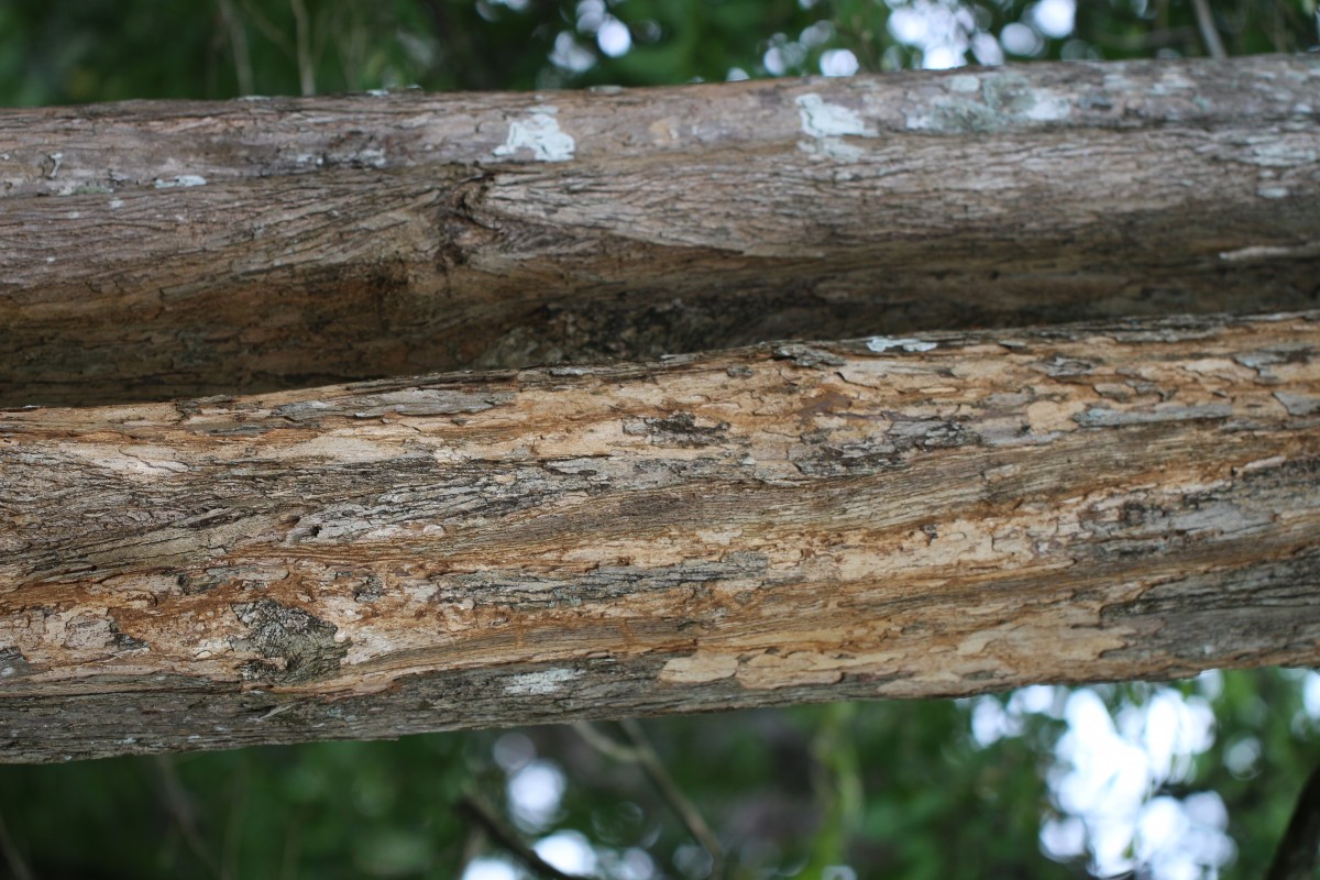 Lagerstroemia subcostata Koehne